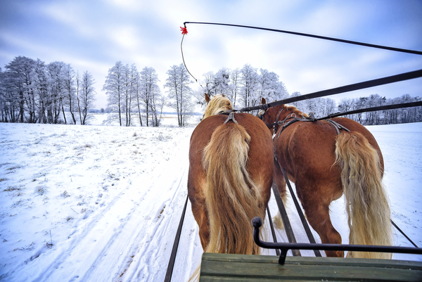 Pferdeschlittenfahrt durch die verschneite Landschaft in Masuren, Polen – Winterausflug bei der Weihnachts- und Silvesterreise