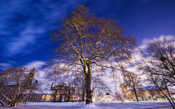 Großer Baum vor einem Gewächshaus im Schnee bei Nacht.