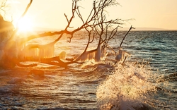 Vereiste Äste ragen am Meer in die Wellen, Sonnenuntergang im Hintergrund.