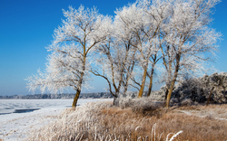 Verschneite Bäume am Ufer eines gefrorenen Sees unter blauem Himmel.