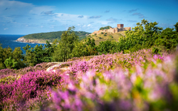 Burg auf einem Hügel mit blühender Heide und Meer im Hintergrund