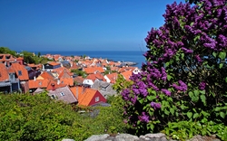 Küstenstadt mit roten Dächern, Meerblick und blühendem Flieder im Vordergrund.