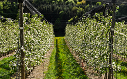 Reihen blühender Obstbäume mit Schutznetzen in einer grünen Plantage.
