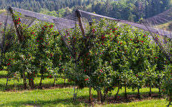 Apfelbäume unter Vogelschutznetzen in einer Obstplantage.