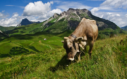 Braune Kuh weidet auf einer grünen Wiese vor einer Berglandschaft.