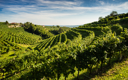 Weinberg auf einem Hügel mit Reihen von Reben unter einem blauen Himmel.