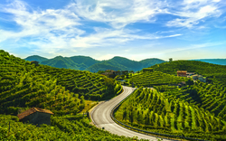 Hügelige Weinberge mit einer sich windenden Straße und klarem Himmel.